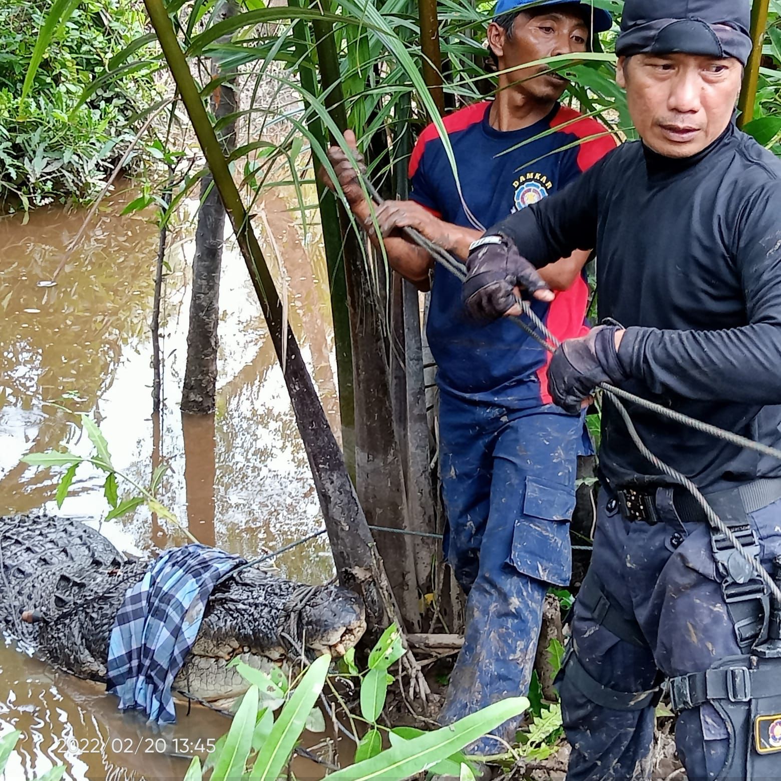 Buaya Bobot 700 Kilogram Ditangkap dari Sungai di Inhil
