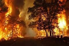 BPBD: 548,72 Hektare Lahan di Riau Terbakar Sepanjang 2017