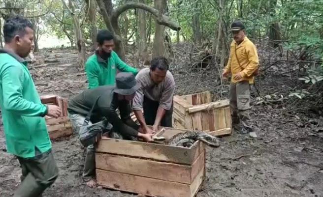 BBKSDA Riau Lepas Liarkan 5 Ular Piton dan 2 Buaya
