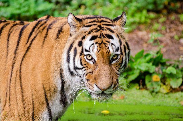 Temukan Kejanggalan, BKSDA Ragu Kematian Remaja di Teluk Lanus Akibat DIterkam Harimau