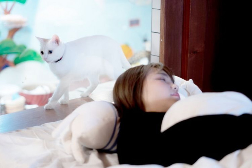 Tidur Dengan Kucing, Inilah Salah Satu Keunikan Hostel Neko Hatago di Osaka