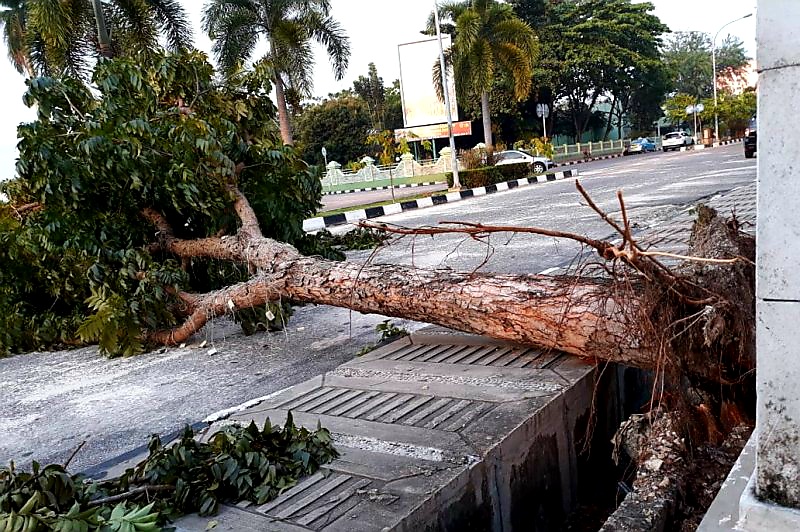 Warga Diminta Laporkan Pohon Beresiko Tumbang ke DLHK Pekanbaru